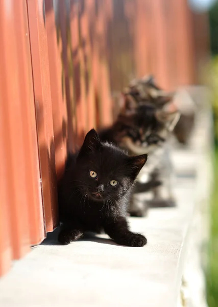 Gatinho preto — Fotografia de Stock