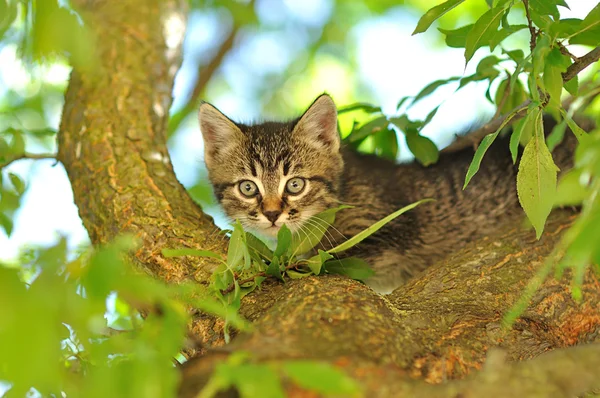 Piccolo gattino sull'albero — Foto Stock