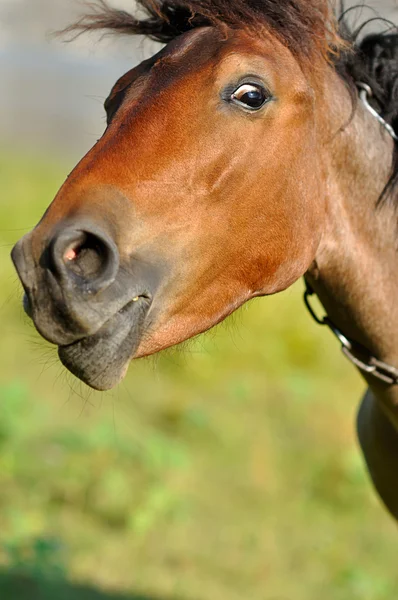 Cavallo divertente — Foto Stock