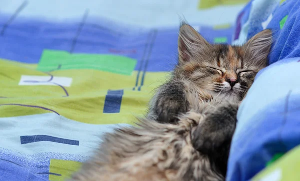 Cute little kitten sleeping — Stock Photo, Image