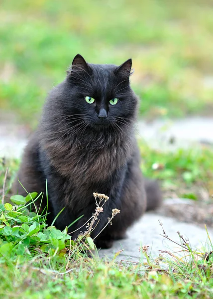 Svart katt på gräs — Stockfoto