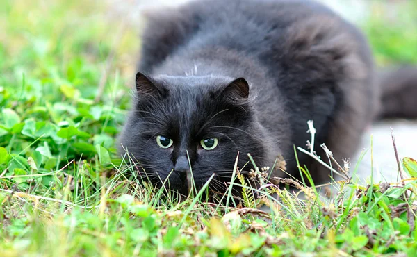 Çimenlerin üzerinde kara kedi — Stok fotoğraf