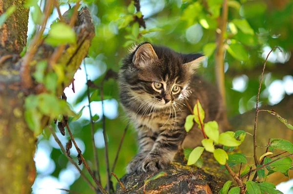 Mały kotek na drzewie — Zdjęcie stockowe