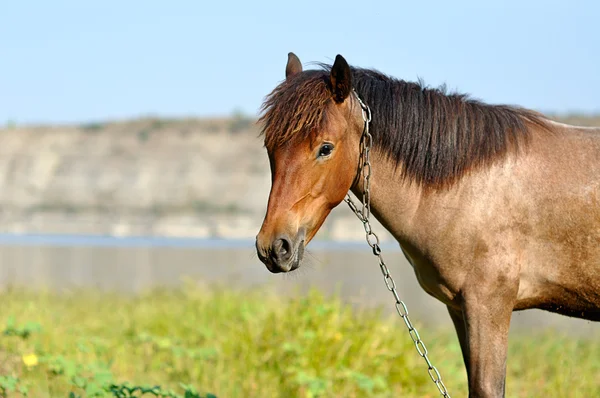 Horse on green meadow — Stock Photo, Image