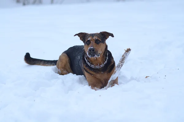 Cão engraçado na neve — Fotografia de Stock