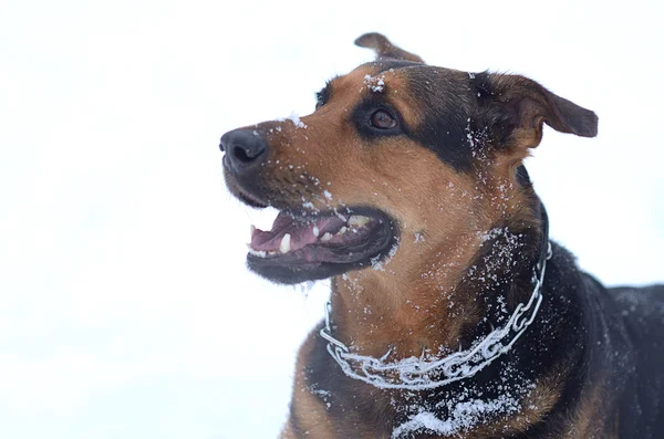 Cão engraçado na neve — Fotografia de Stock