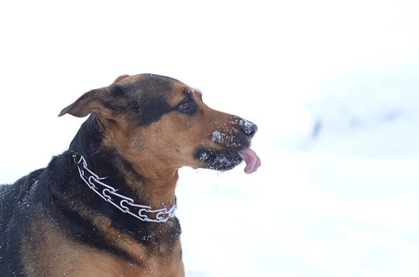 Chien drôle dans la neige — Photo