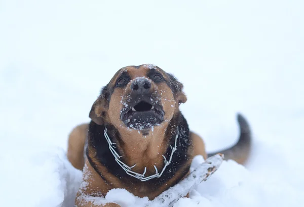 Смешная собака в снегу — стоковое фото