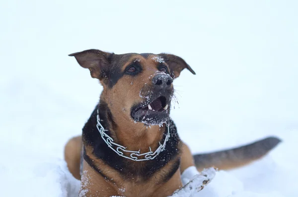 Chien dans la neige — Photo