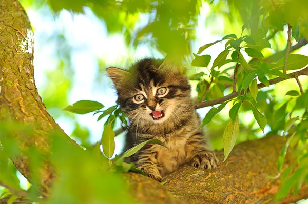 木の上の小さな子猫 — ストック写真