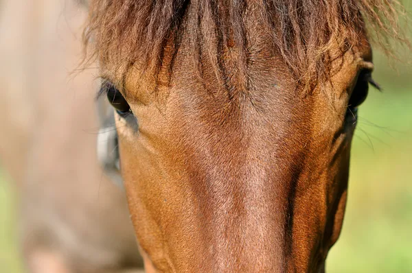 Gros plan portrait de cheval — Photo