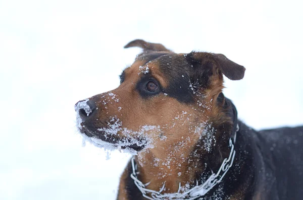 Grappige hond in de sneeuw — Stockfoto