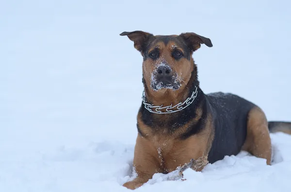 Cão sentado na neve — Fotografia de Stock