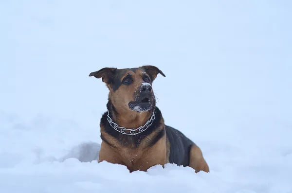 Hond zitten in de sneeuw — Stockfoto