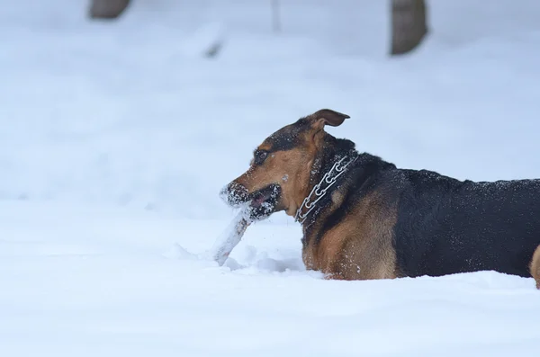 Hond met stok in de sneeuw — Stockfoto