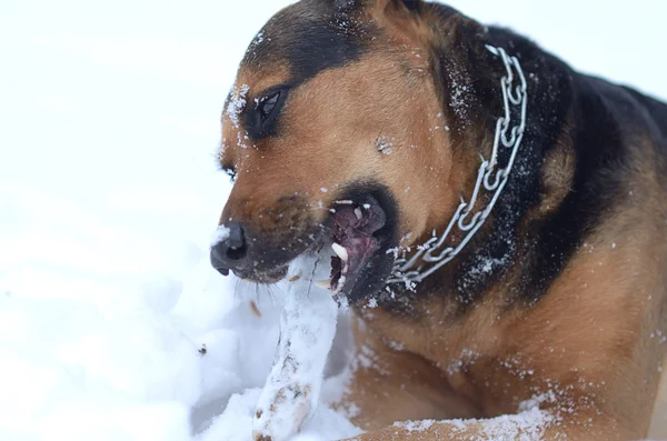 Hond met stok in de sneeuw — Stockfoto