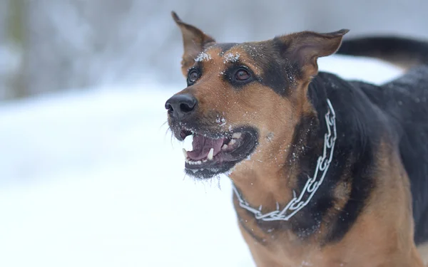 Perro feliz en la nieve —  Fotos de Stock