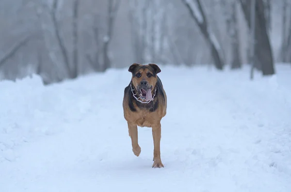 Correndo cão na neve — Fotografia de Stock