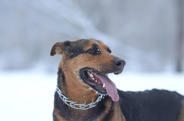 Chien drôle dans la neige — Photo