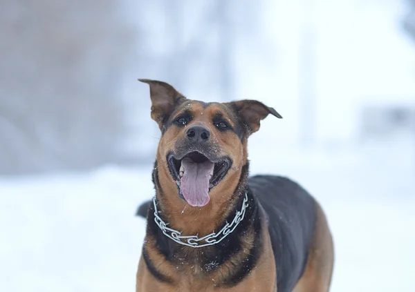 Cão engraçado — Fotografia de Stock