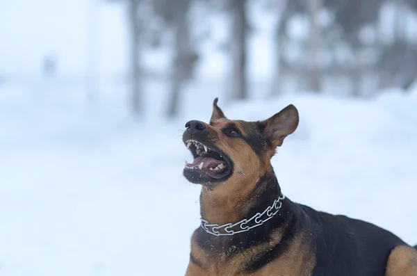 Funny dog in the snow — Stock Photo, Image