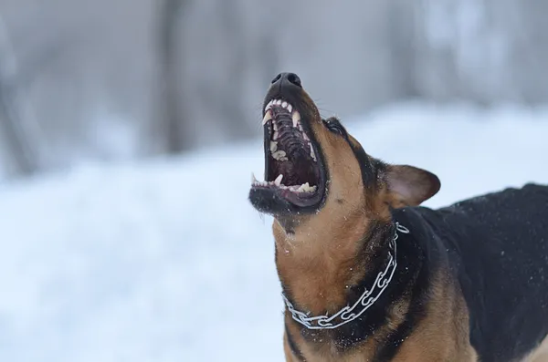 Angry dog in the snow — Stock Photo, Image
