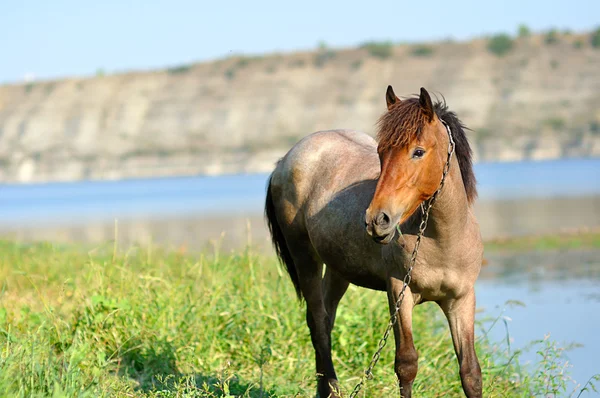 Horse on green meadow — Stock Photo, Image