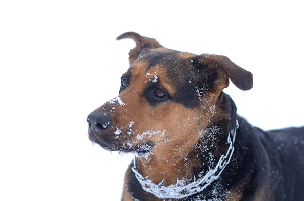 Retrato de um cão na neve — Fotografia de Stock