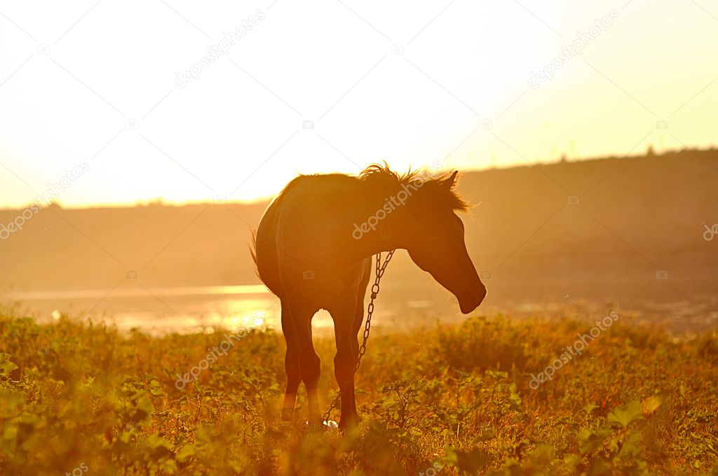 Horse in sunset