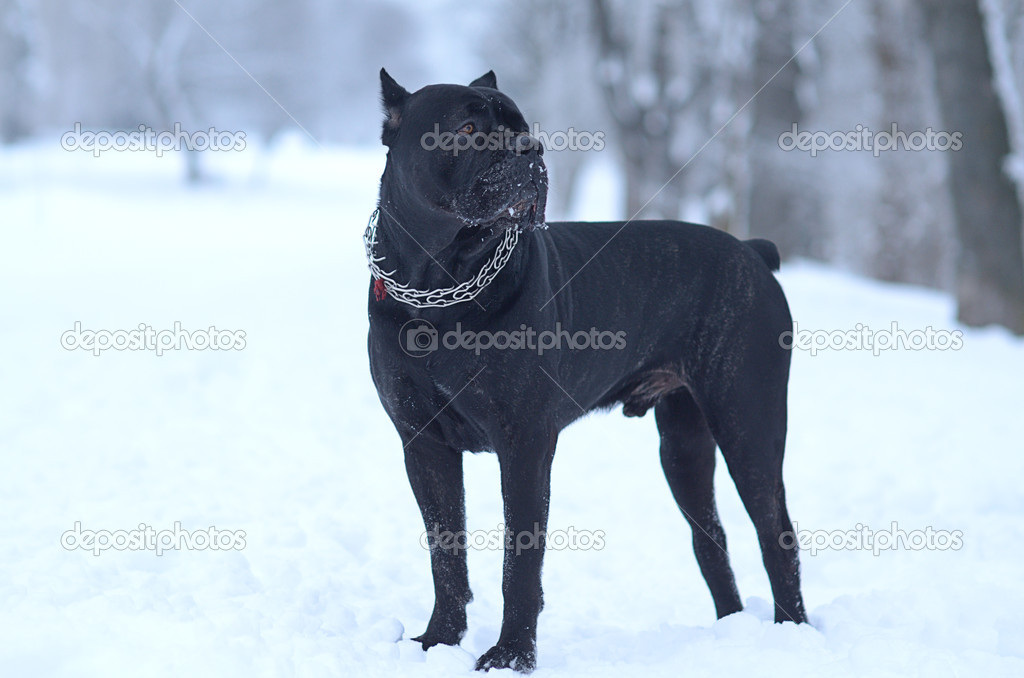Cane corso dog in the snow — Stock Photo © yuliazl18