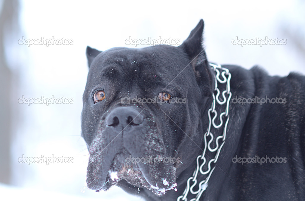 Cane Corso Dog In The Snow Stock Photo Yulia Zl18 32951819