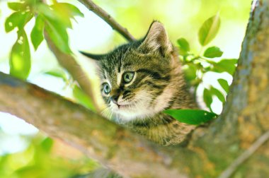 ağaç üzerindeki küçük kedi yavrusu