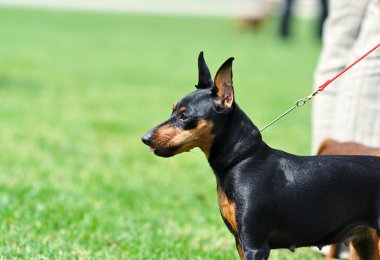 Minyatür pinscher.
