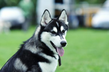 Sibirya Husky köpeği