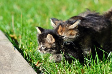 çimenlerin üzerinde iki yavru kedi