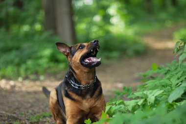 Bahar ormanda yürüyüş köpek