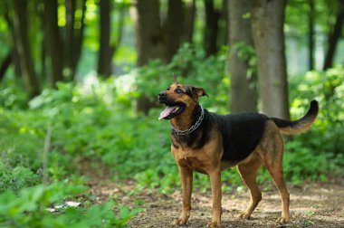 Bahar ormanda yürüyüş köpek