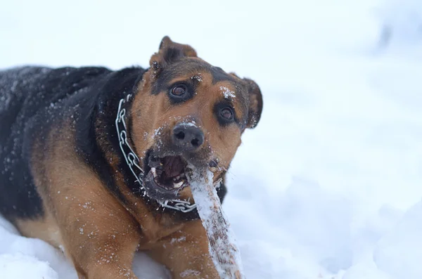 Cão com pau na neve — Fotografia de Stock