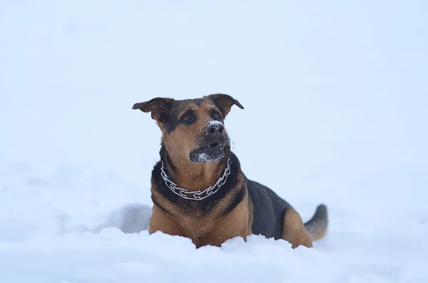 Funny pes ve sněhu — Stock fotografie