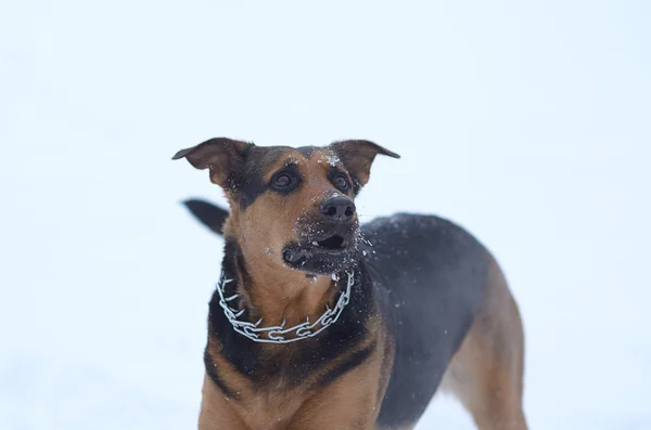 Cão na neve — Fotografia de Stock