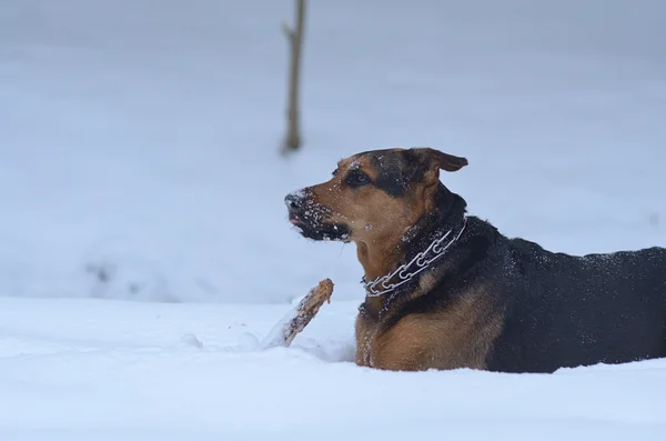 Hond met stok in de sneeuw — Stockfoto