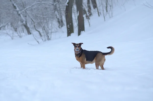 Chien drôle dans la neige — Photo