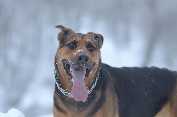 Funny dog in the snow — Stock Photo, Image