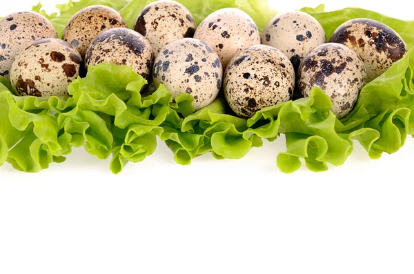 Ovos de codorna em salada verde — Fotografia de Stock