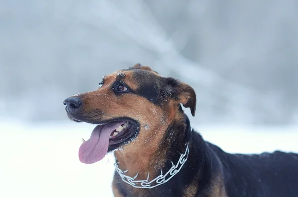 Cão engraçado — Fotografia de Stock