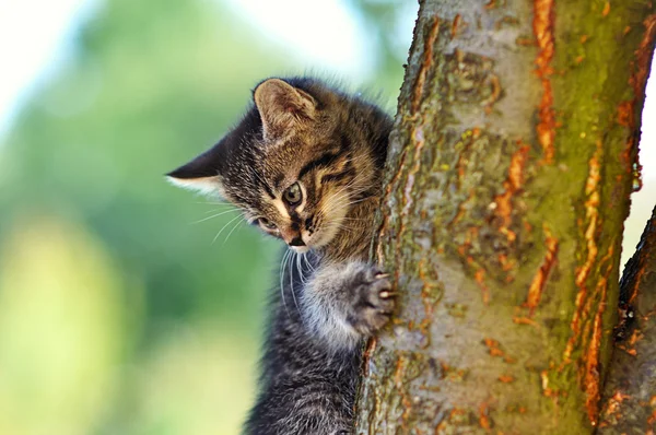 Gattino su un albero — Foto Stock