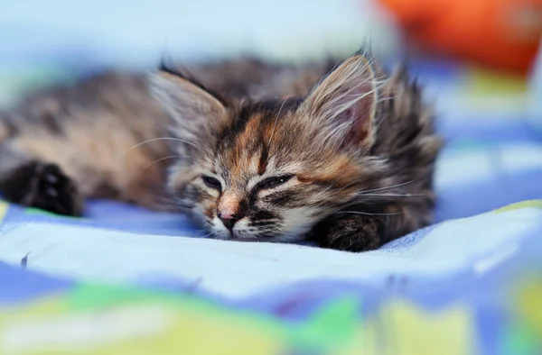 Cute little kitten — Stock Photo, Image