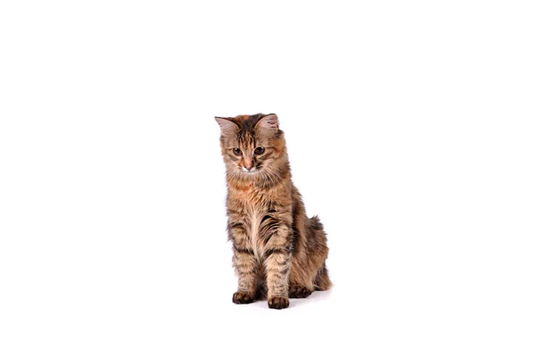 Funny kitten cat isolated on white — Stock Photo, Image