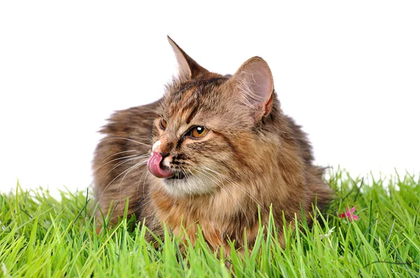 Divertido gatito gato en verde hierba — Foto de Stock