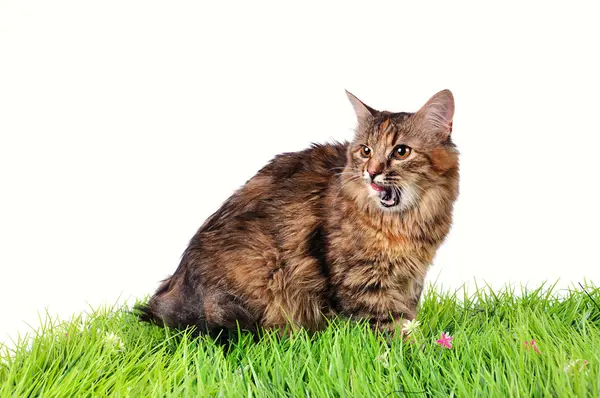 Gatinho engraçado gato na grama verde — Fotografia de Stock